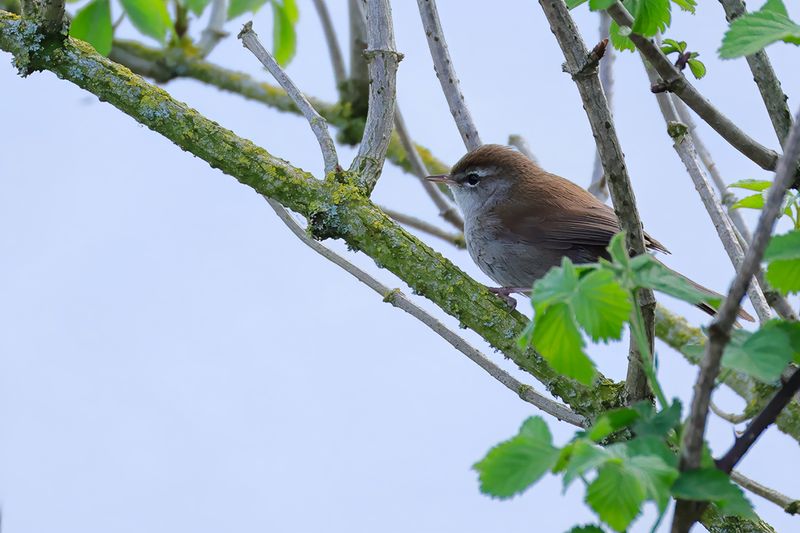 Cetti's warbler (Cettia cetti) 