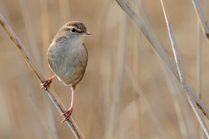 Cetti's warbler (Cettia cetti) 