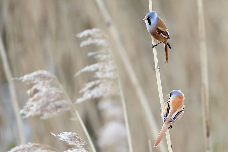 Bearded Reedling (Panurus biarmicus)