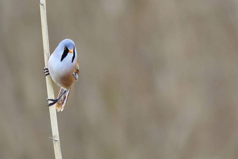 Bearded Reedling (Panurus biarmicus)