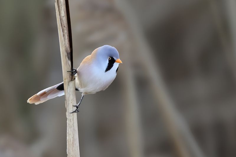 Bearded Reedling (Panurus biarmicus)