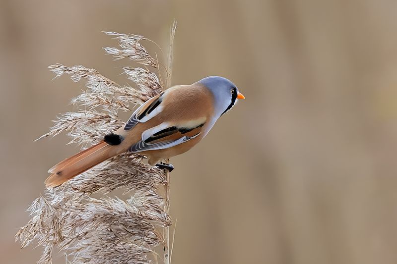 Bearded Reedling (Panurus biarmicus)