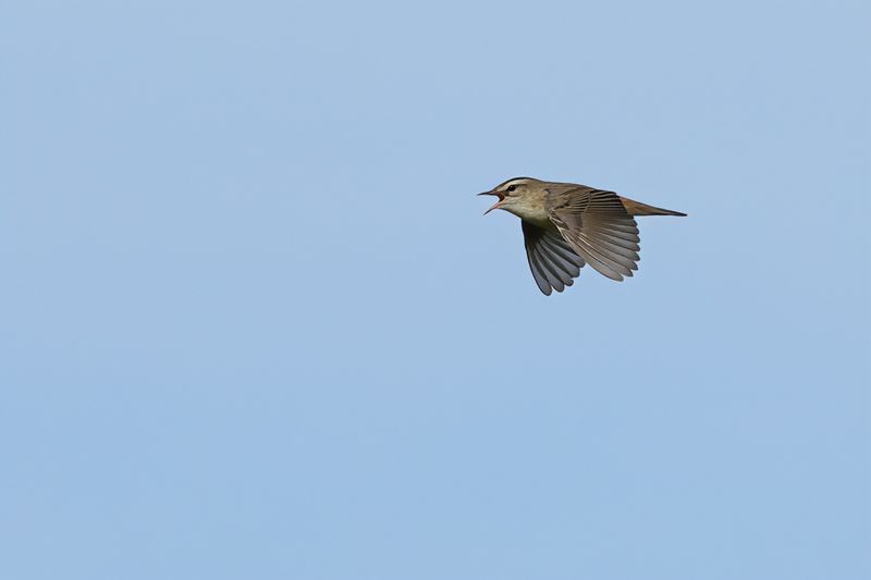 Sedge Warbler (Acrocephalus schoenobaenus)
