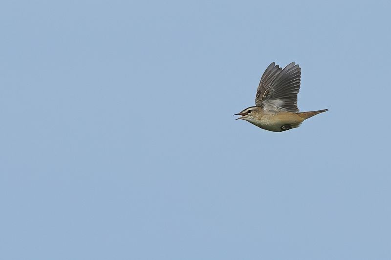 Sedge Warbler (Acrocephalus schoenobaenus)