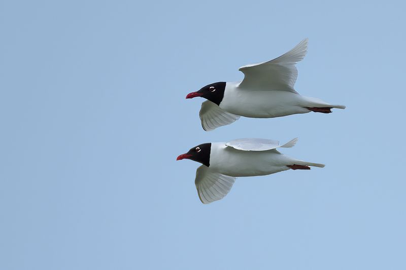 Mediterranean Gull (Ichthyaetus melanocephalus)