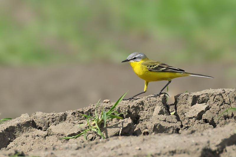 Yellow Wagtail (Motacilla - flava)