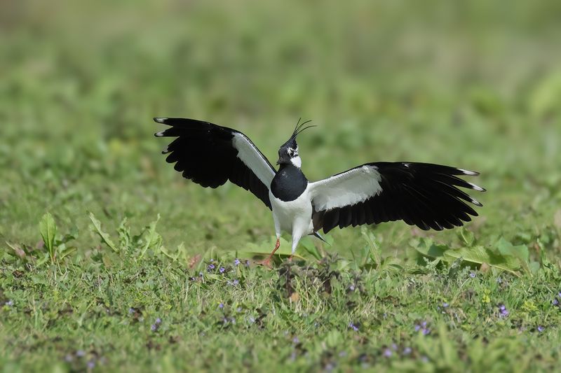 Northern Lapwing (Vanellus vanellus)