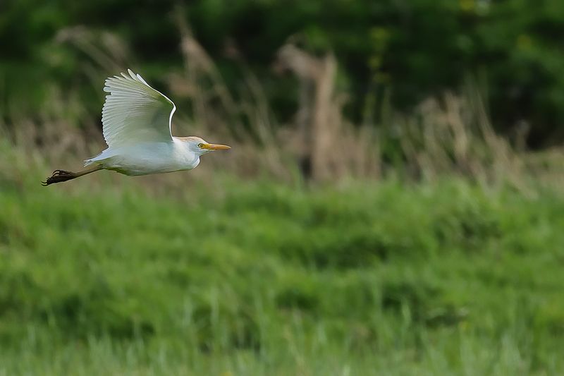 Cattle Egret (Ardea ibis)
