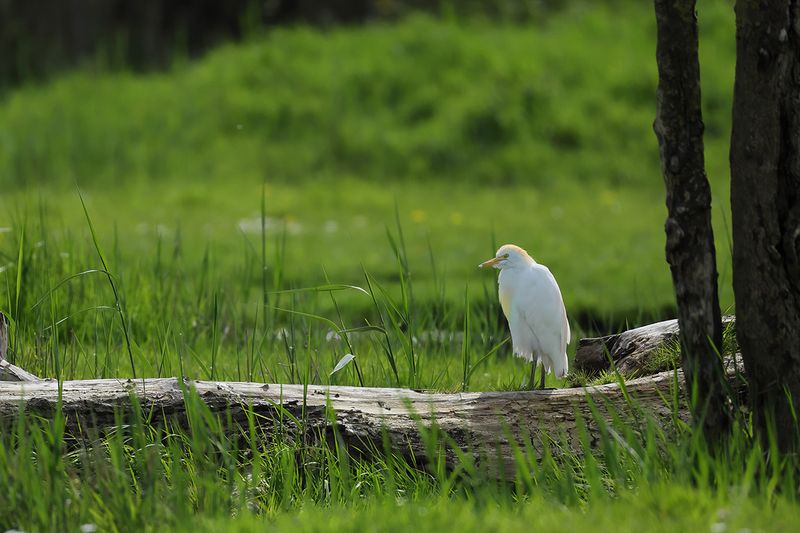 Cattle Egret (Ardea ibis)