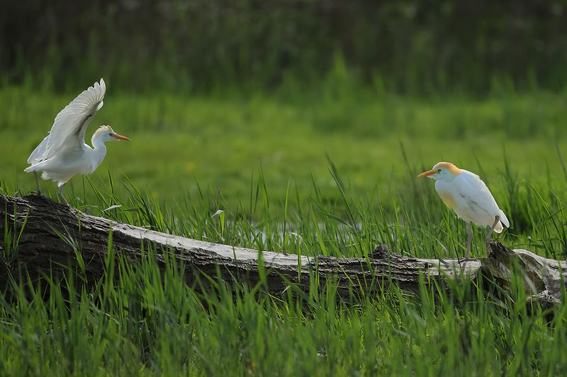 Cattle Egret (Ardea ibis)