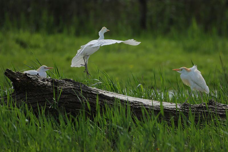 Cattle Egret (Ardea ibis)