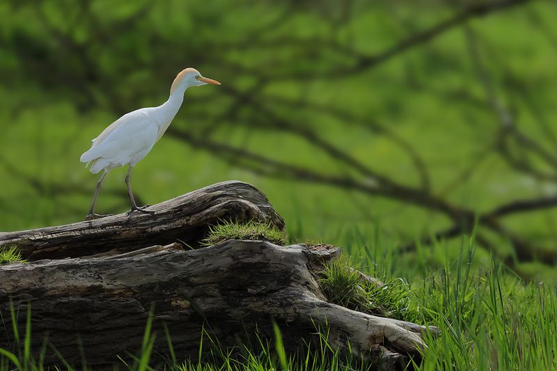 Cattle Egret (Ardea ibis)