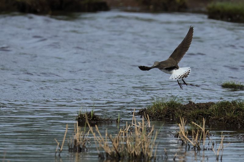 Green Sandpiper (Tringa ochropus)