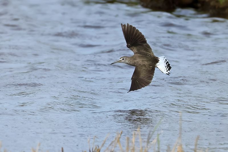 Green Sandpiper (Tringa ochropus)