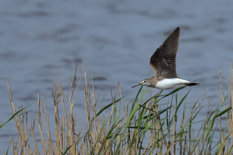 Green Sandpiper (Tringa ochropus)