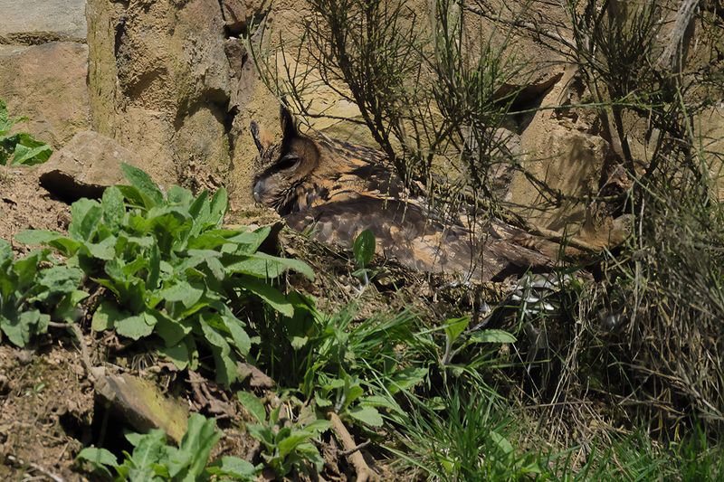 Eurasian Eagle-owl (Bubo bubo) 