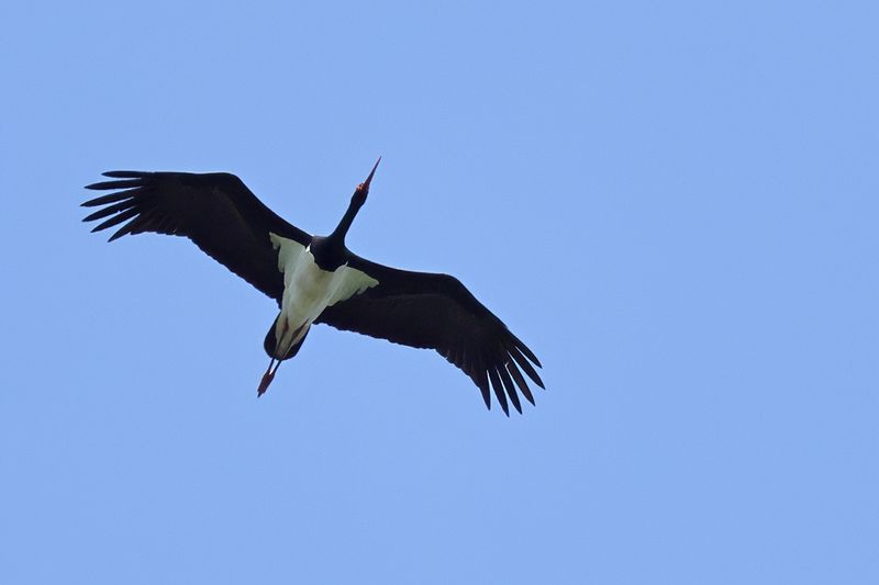 Black Stork  (Ciconia nigra)
