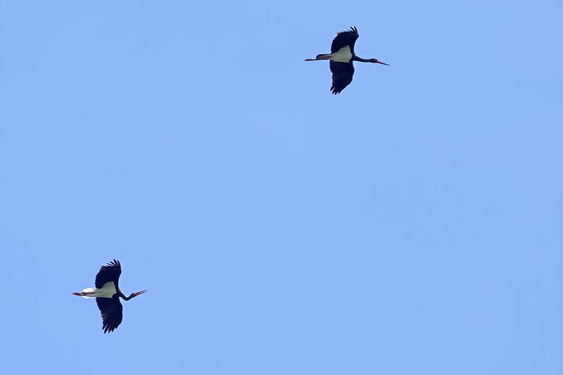 Black Stork  (Ciconia nigra)