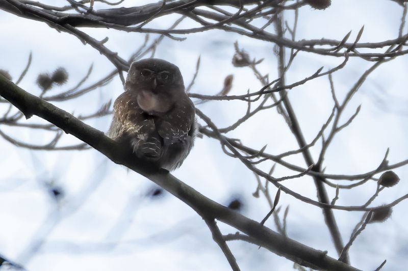 Eurasian Pygmy Owl (Glaucidium passerinum) 