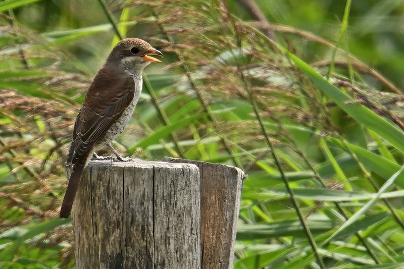 Red-backed Shrike (Lanius collurio)