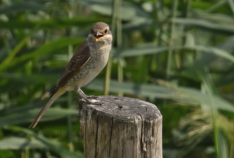Red-backed Shrike (Lanius collurio)