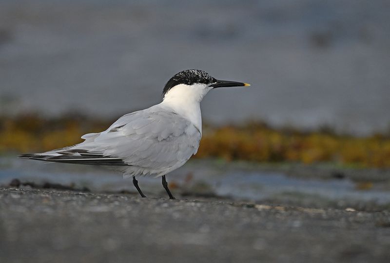 Gallery Sandwich Tern 