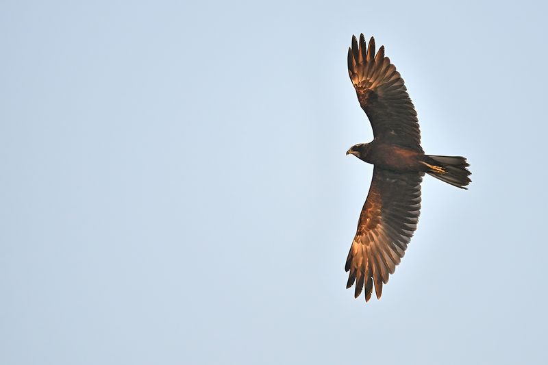 Western Marsh Harrier (Circus aeruginosus)