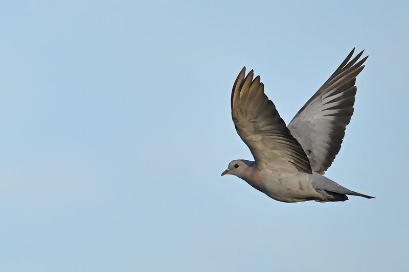 Stock Dove (Columba oenas)