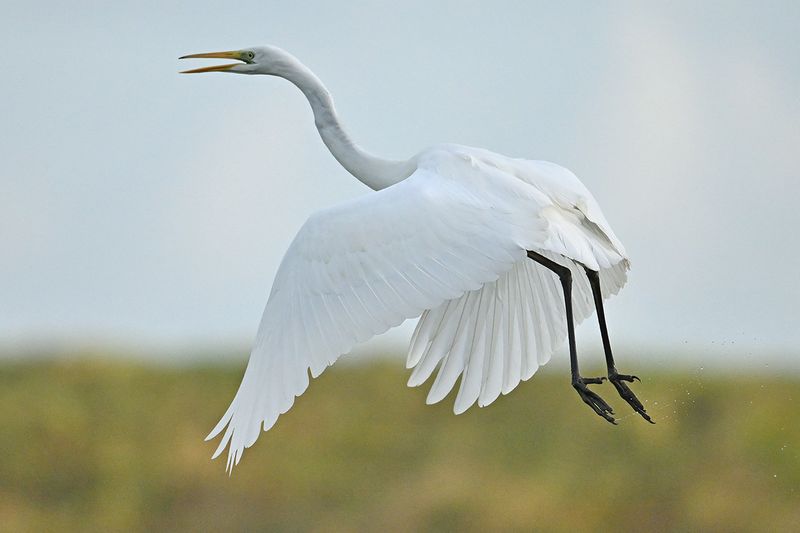 Great Egret (Ardea alba)