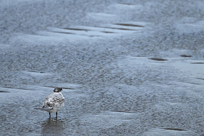 Sandwich Tern (Thalasseus sandvicensis)