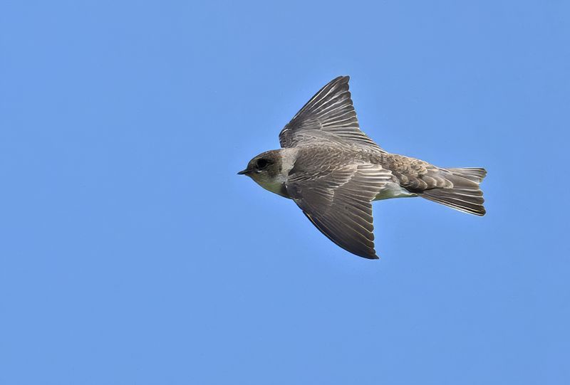 Sand Martin (Riparia riparia)