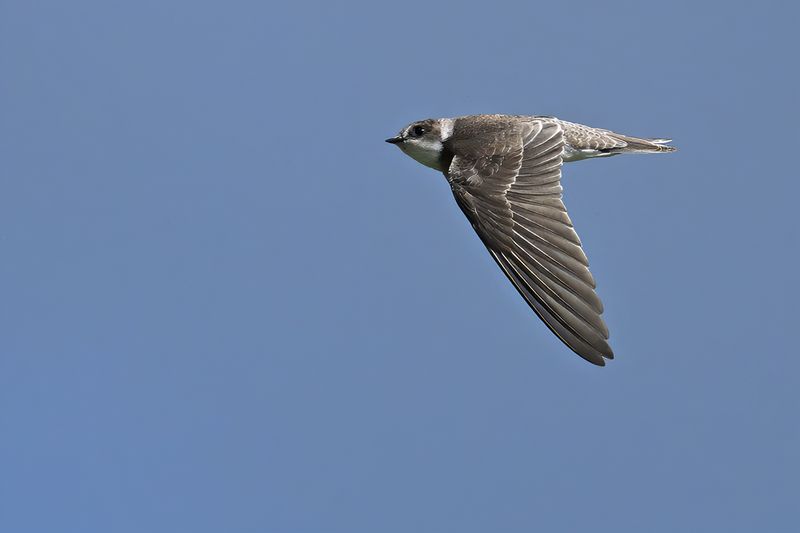 Sand Martin (Riparia riparia)