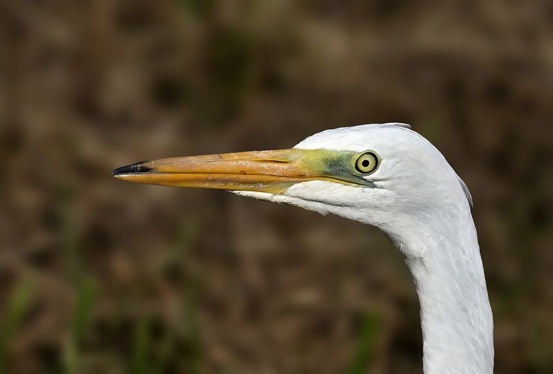 Great Egret (Ardea alba)