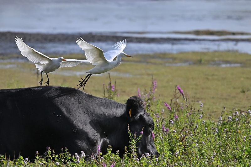 Cattle Egret (Ardea ibis)