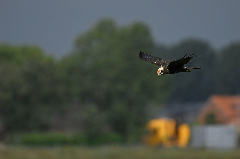 Western Marsh Harrier (Circus aeruginosus)
