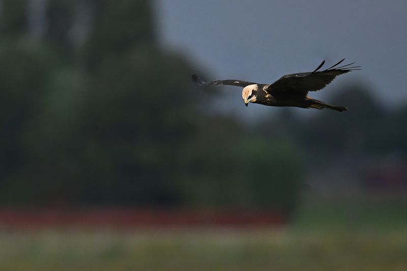 Western Marsh Harrier (Circus aeruginosus)