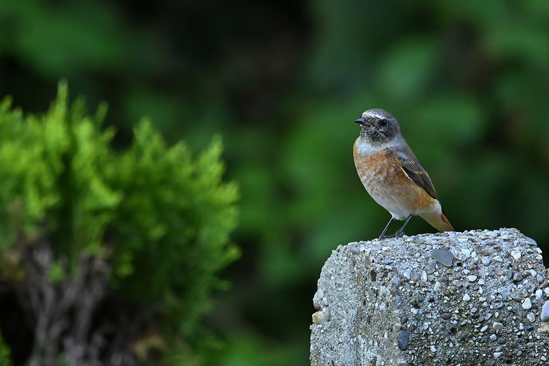 Common Redstart (Phoenicurus phoenicurus)	