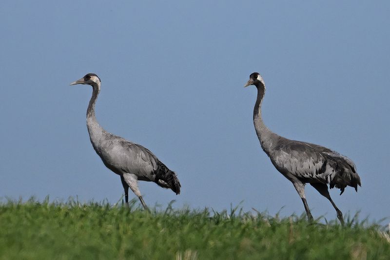 Eurasian Crane (Grus grus)