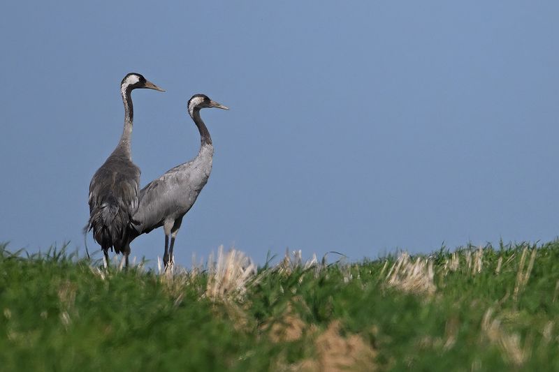 Eurasian Crane (Grus grus)