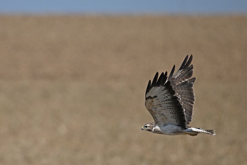 Common Buzzard (Buteo buteo) 