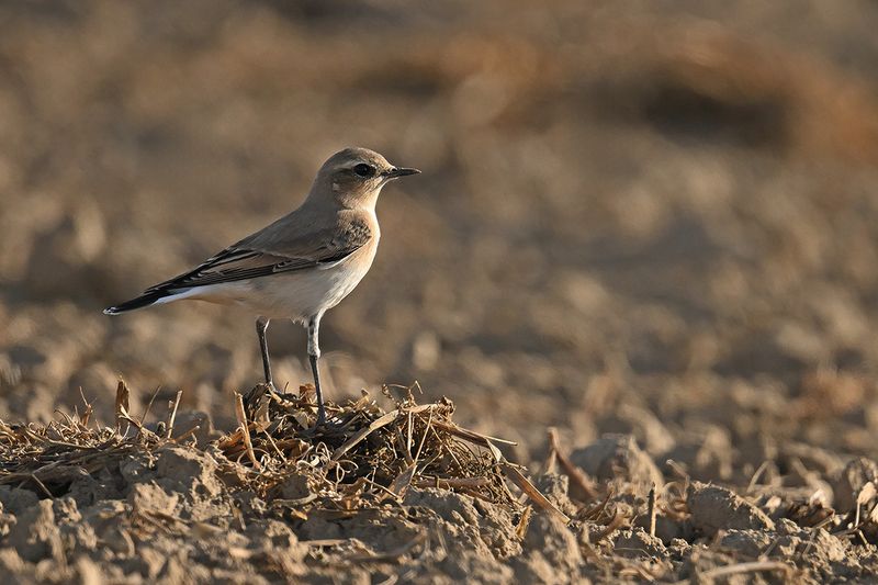 Northern Wheatear (Oenanthe oenanthe)