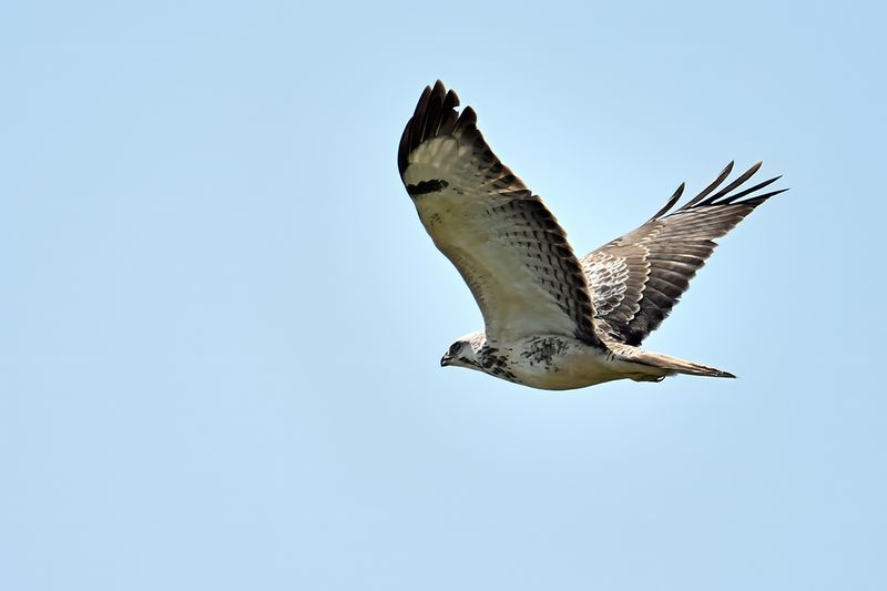 Common Buzzard (Buteo buteo) 
