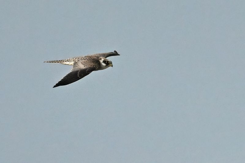 Red Footed Falcon (Falco vespertinus)