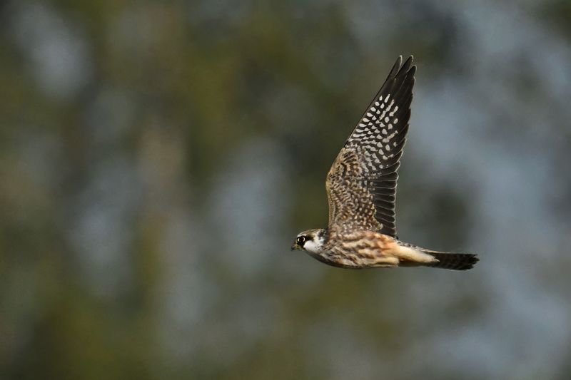 Red Footed Falcon (Falco vespertinus)