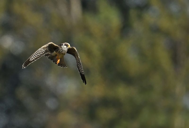 Red Footed Falcon (Falco vespertinus)