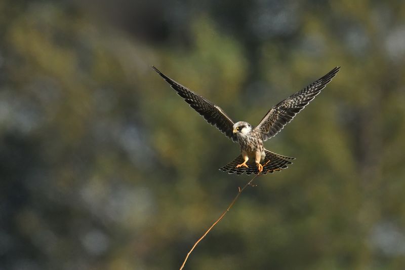 Red Footed Falcon (Falco vespertinus)