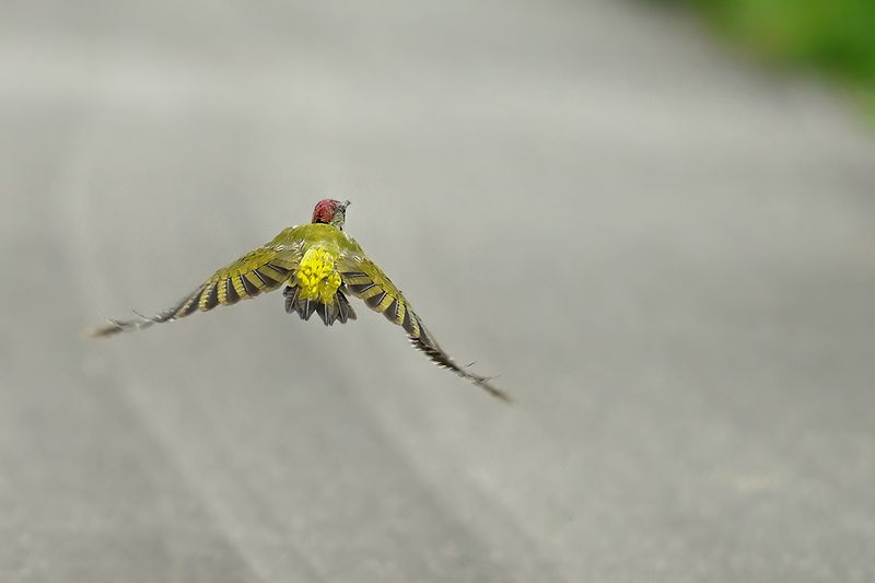 European Green Woodpecker (Picus viridis)