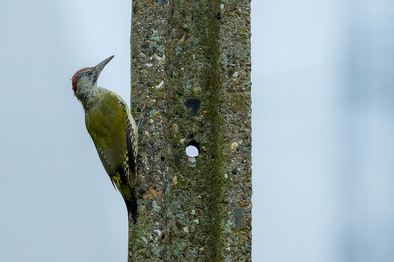 European Green Woodpecker (Picus viridis)