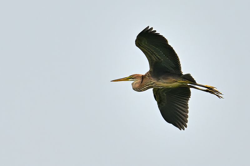 Purple Heron (Ardea purpurea) 