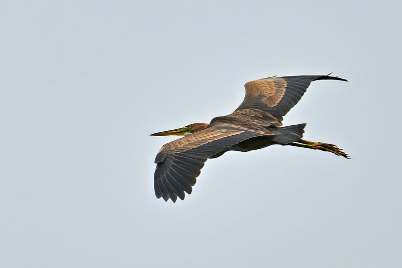 Purple Heron (Ardea purpurea) 